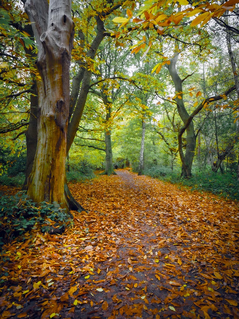Landscape photograph — A walk in the woods Crackley Woods, Warwickshire