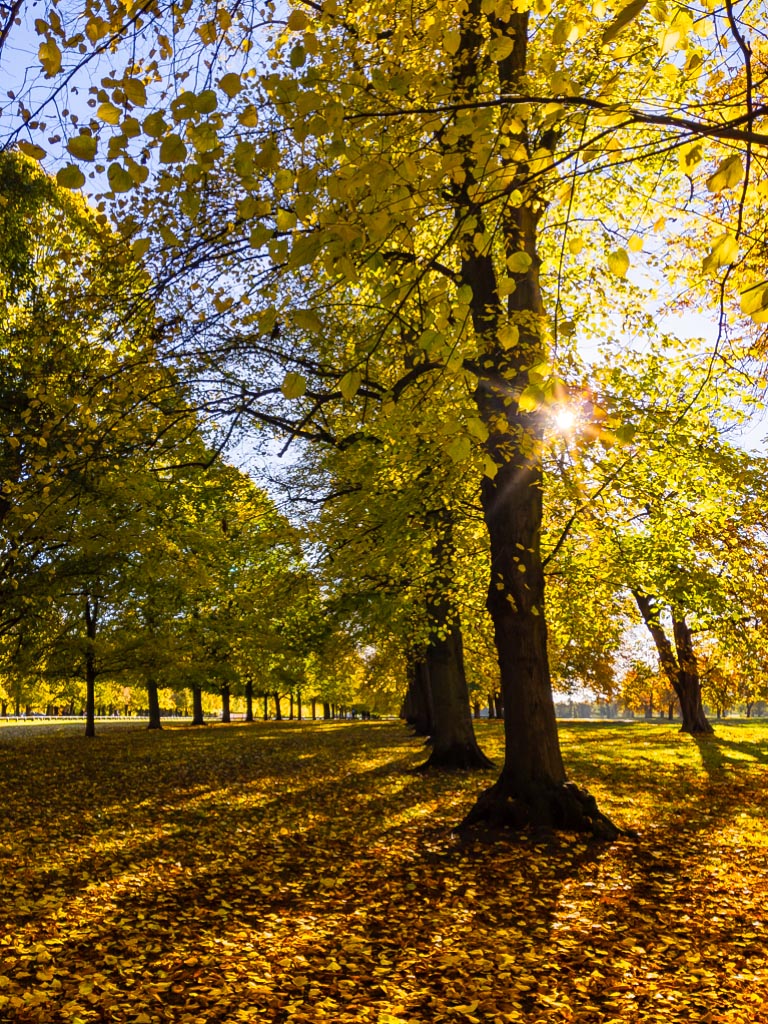 Landscape photograph — Autumn Sunlight through the trees Coombe Abbey Park Warwickshire