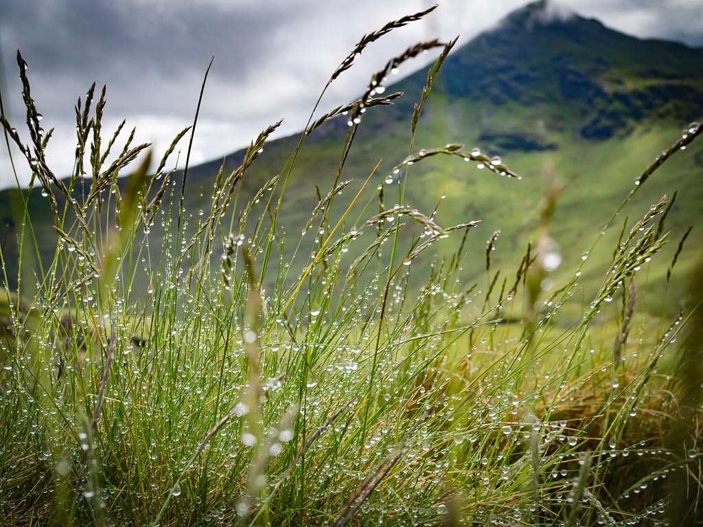 Landscape photograph — Wet grass on Mount Snowdon Wales