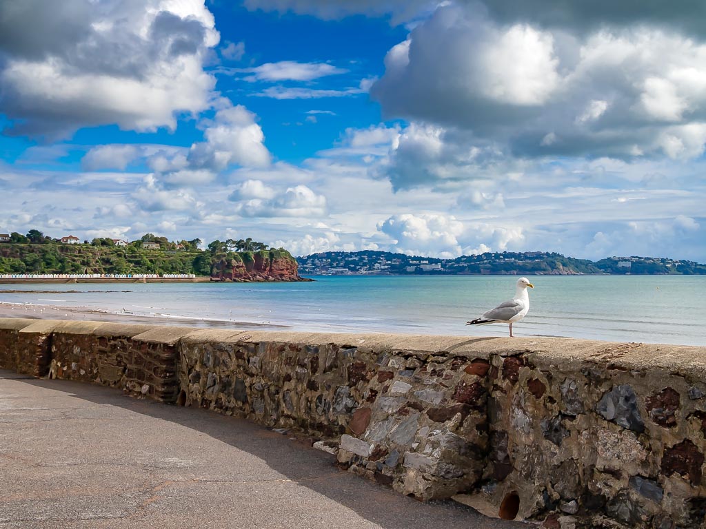 Landscape photograph — Seagull on Goodrington Sands beach Devon