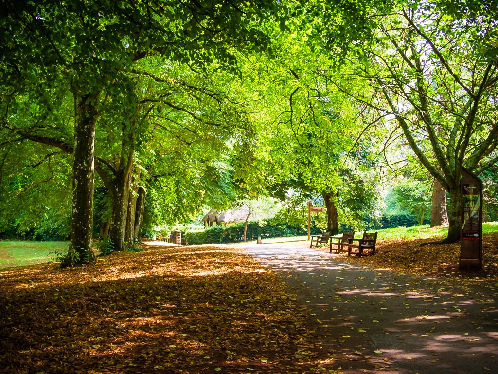 Landscape photograph — Sunlight through the trees Cockington court Devon