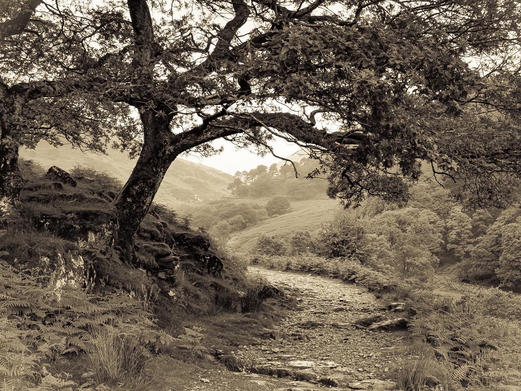 Landscape photograph — Tree on the Watkin path climbing Mount Snowdon Wales