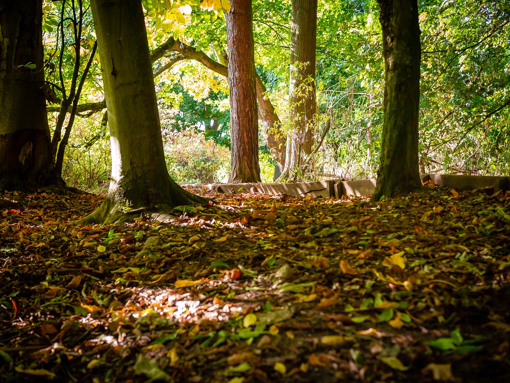 Landscape photograph — A walk in the woods Coombe Abbey Park Warwickshire