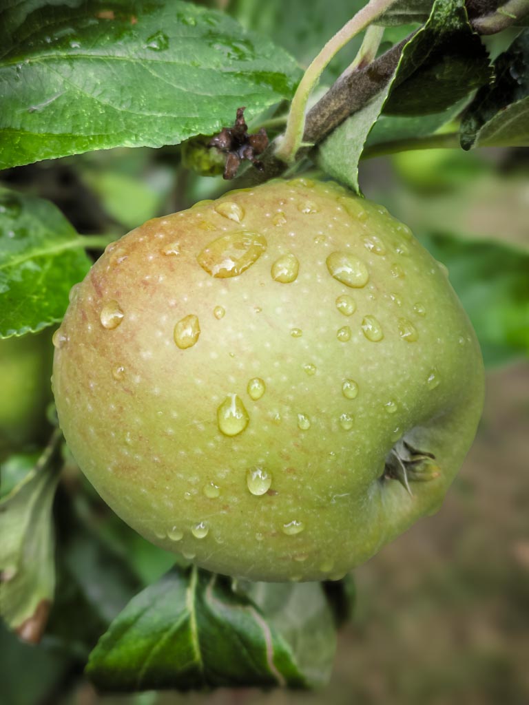 Macro photograph — Bramley apple covered in morning dew