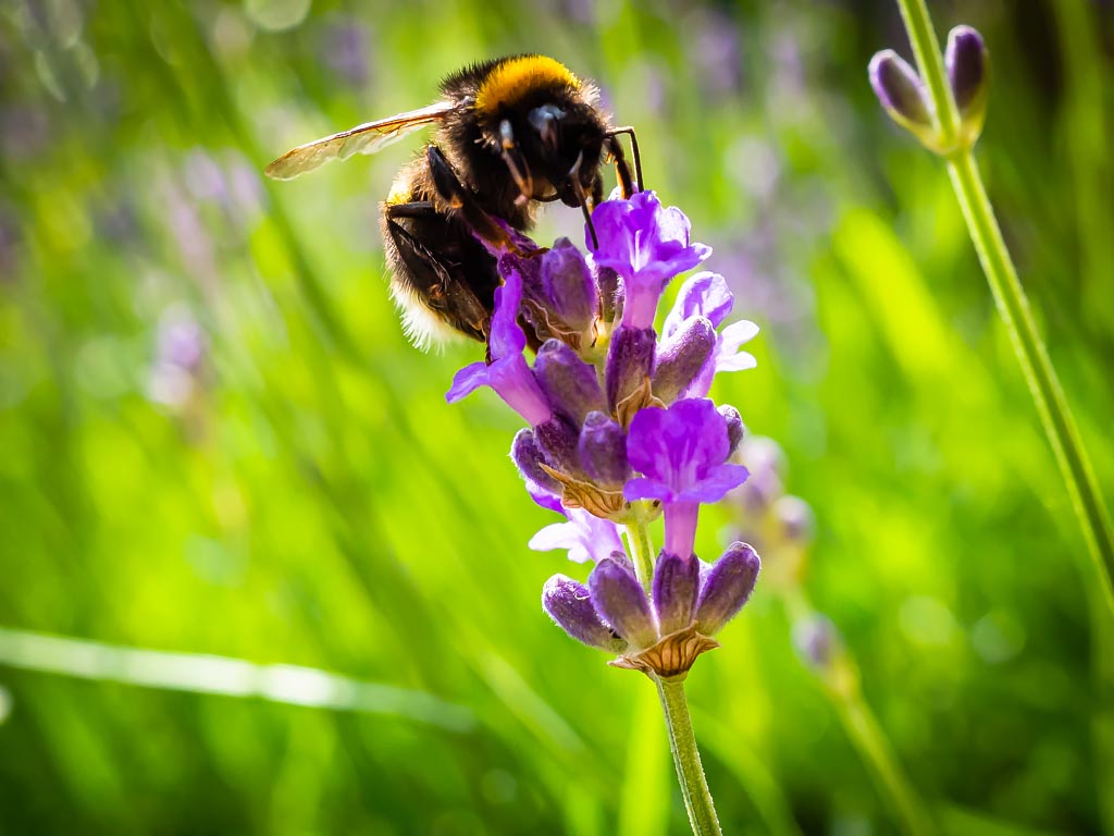 Macro photograph — Bumble bee on lavender