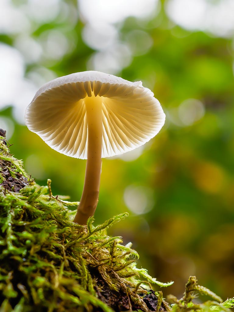 Macro photograph — Common Bonnet Mushroom on log