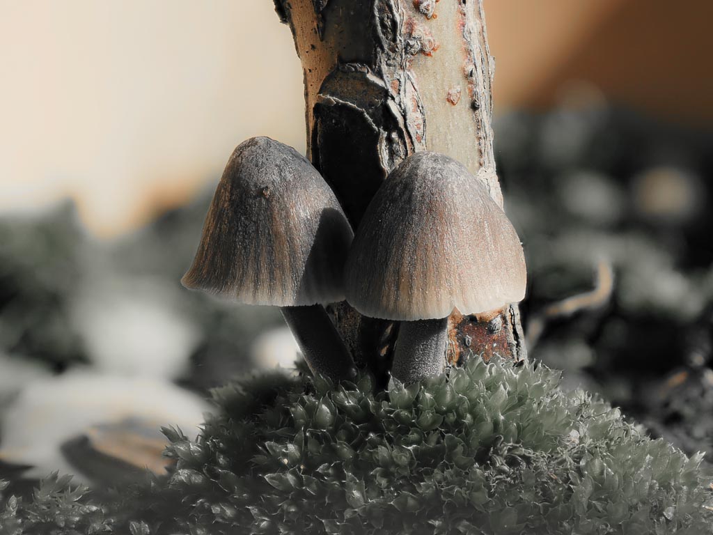 Macro photograph — Fungi in the garden