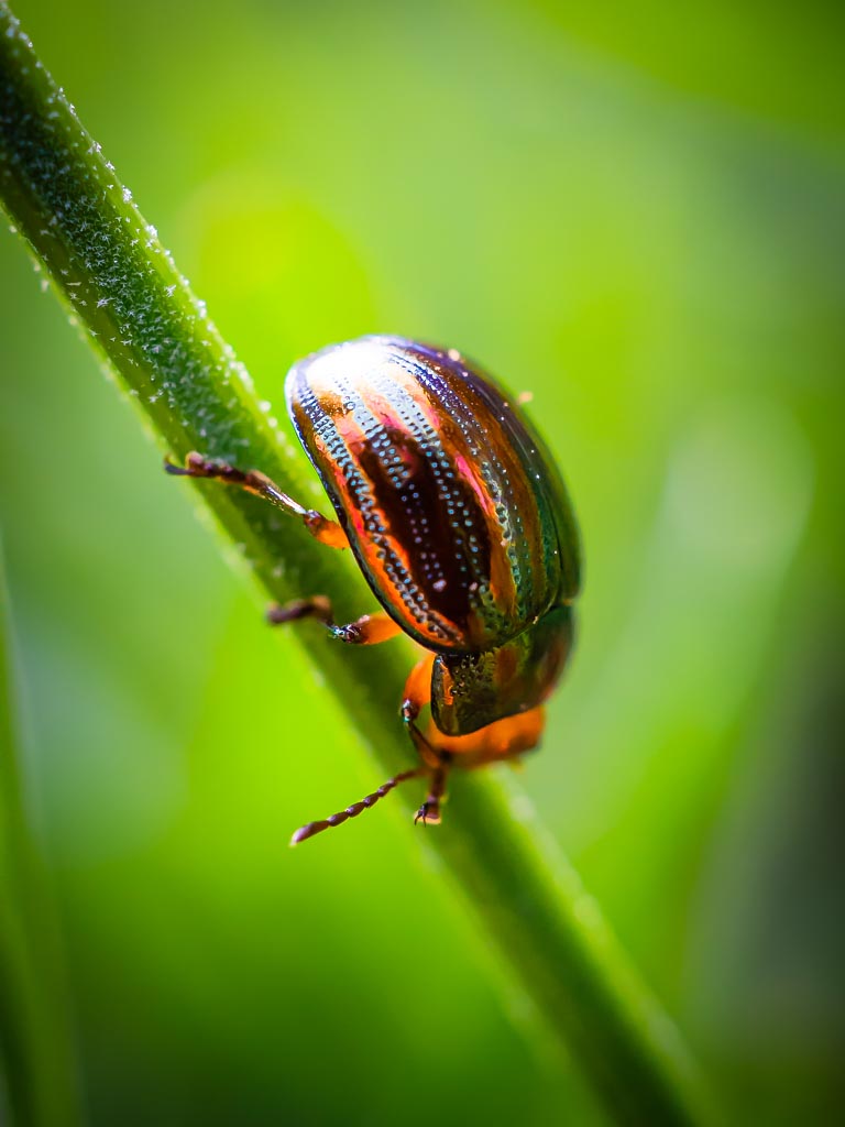 Macro photograph — Rosemary beetle on lavender
