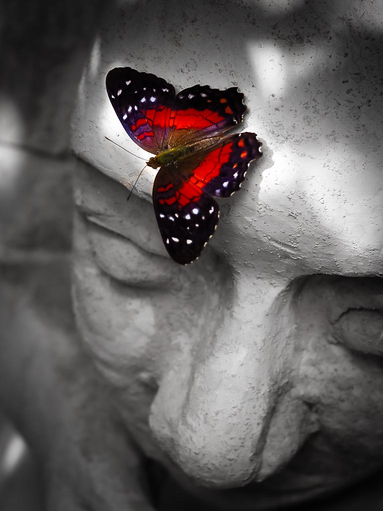 Macro photograph — Scarlet peacock butterfly on sculpture