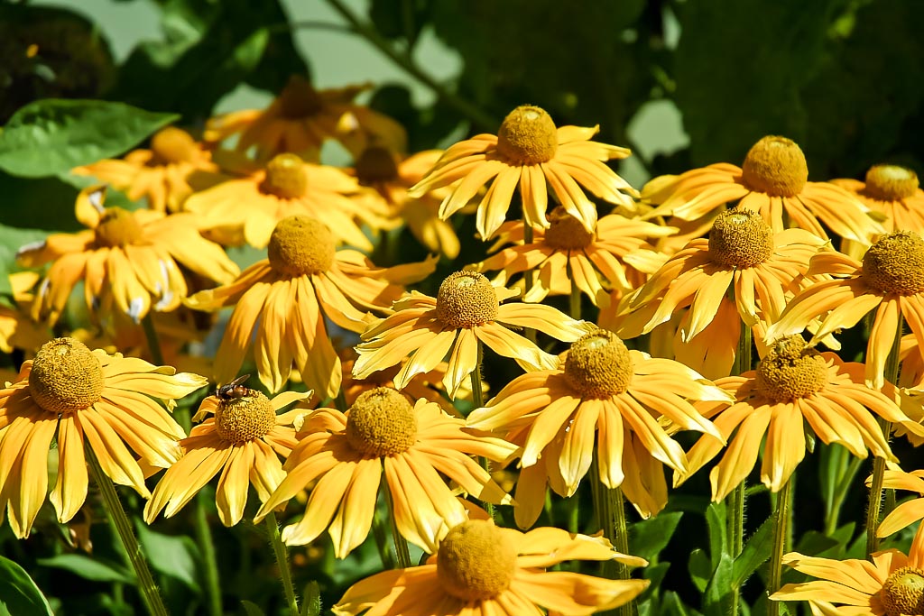 Travel photograph — Sunflowers in Paris garden
